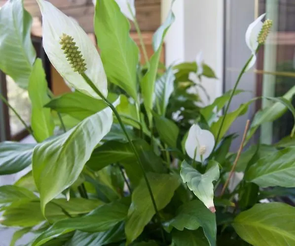 Rudi Hiti's Μπλεντ